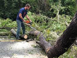 Leaf Removal in Keewatin, MN
